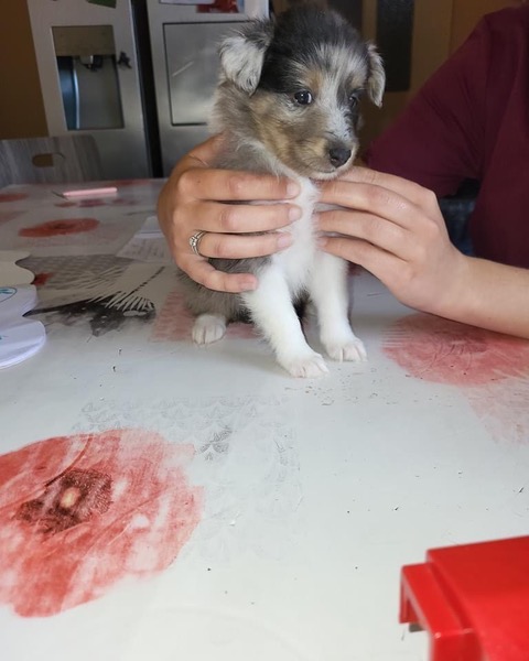 Pauline en action 15